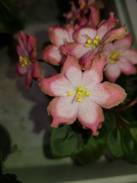  - LE Pink Muscat