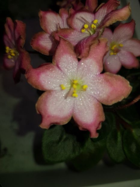 - LE Pink Muscat