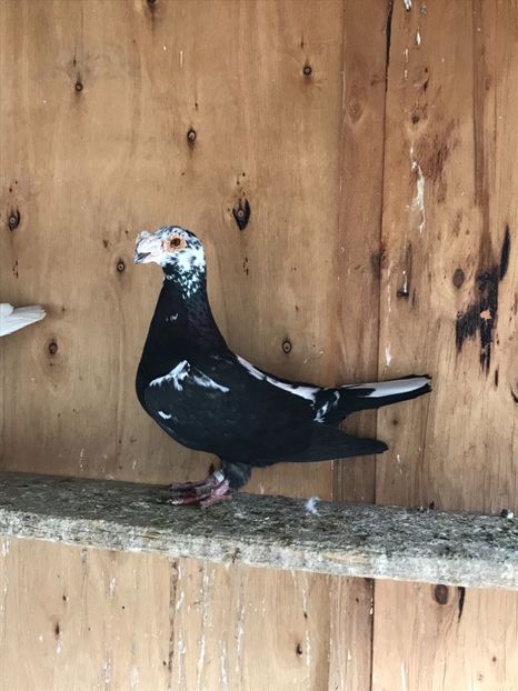 3CB10BE8-8DB1-4CD5-8540-FA618FCAFEE7 - Italieni Vanduti