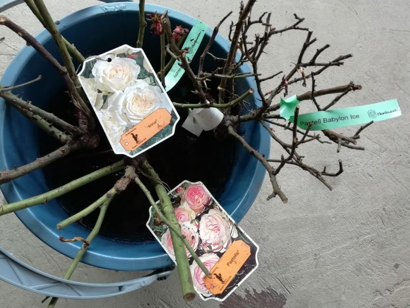 29.03 - Achizitii 2019