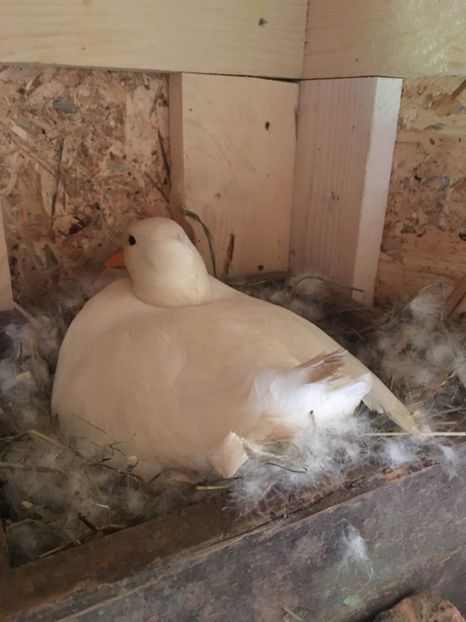 A7768D18-E8C6-4125-B44A-639DB6BDEB99 - Ratuste pitice - Call duck !