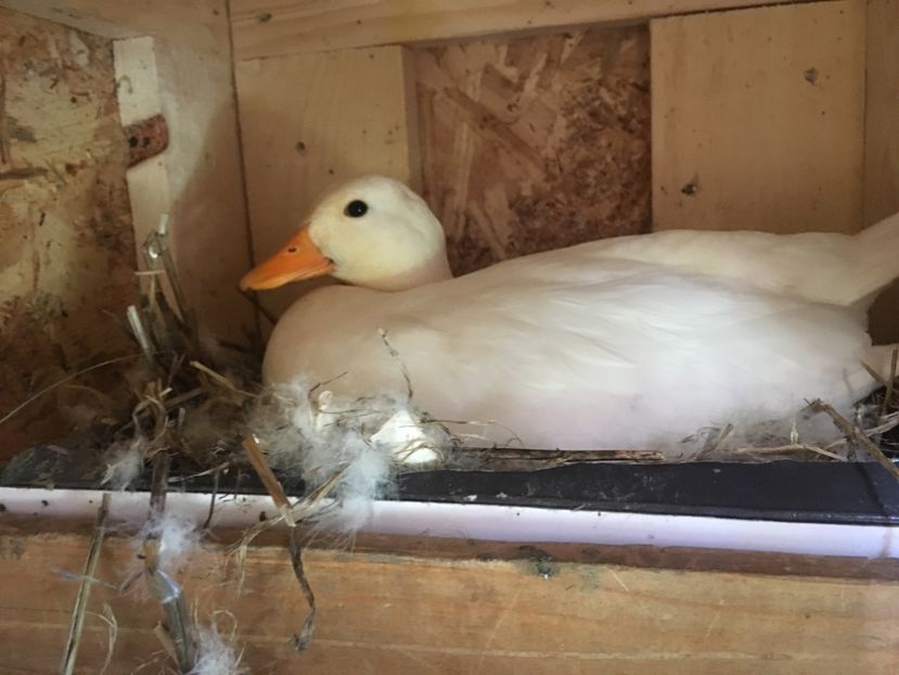 42D506DC-3841-41F5-B5BB-9B4232280240l - Ratuste pitice - Call duck !