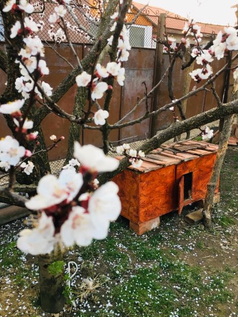 8AA8A657-85FE-43A9-9A3B-685827715BD6 - Ratuste pitice - Call duck !