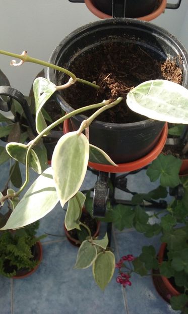  - Hoya Macrophylla variegata