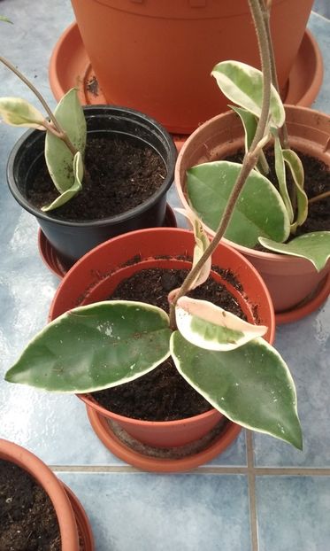  - Hoya Krimson queen