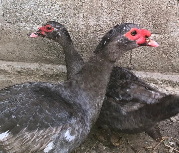  - 0001 rate lesesti matca 2019 lot 1