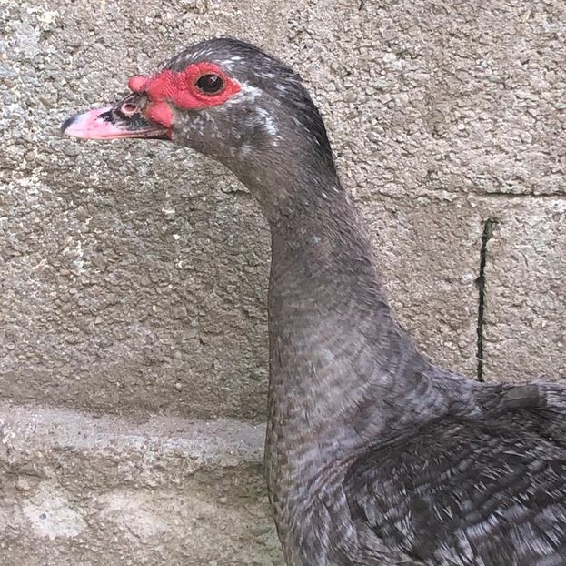  - 0001 rate lesesti matca 2019 lot 1