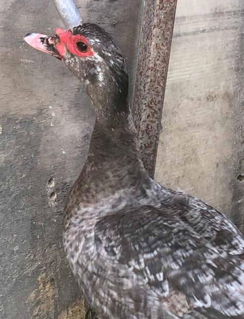  - 0001 rate lesesti matca 2019 lot 1