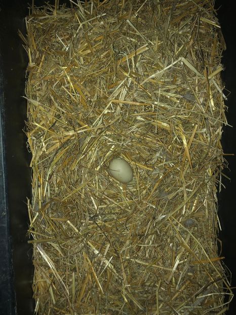 primul ou al cuplului dark ripple - 0001 rate lesesti matca 2019 lot 1