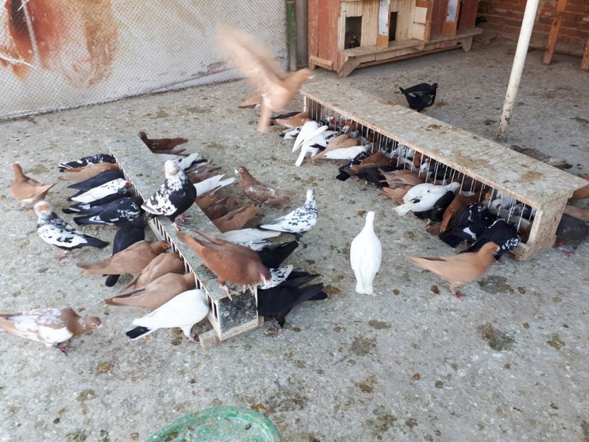  - I1 _ carunculați _ martie 2019