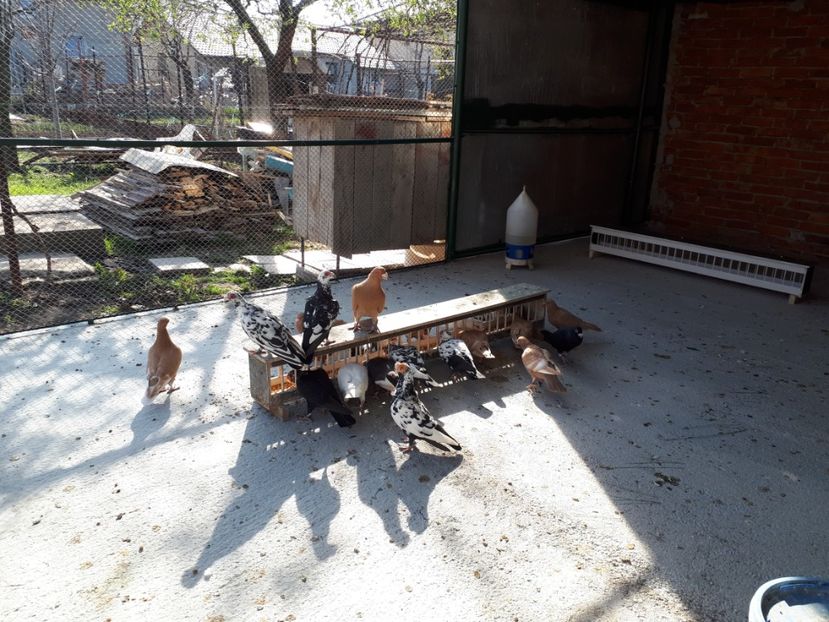  - I1 _ carunculați _ martie 2019