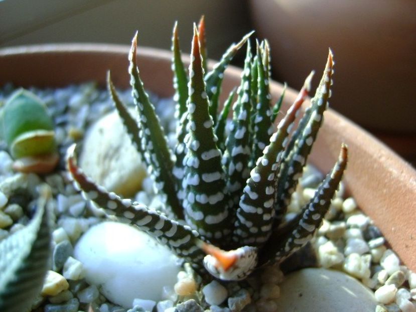 Haworthia fasciata - Suculente 2019