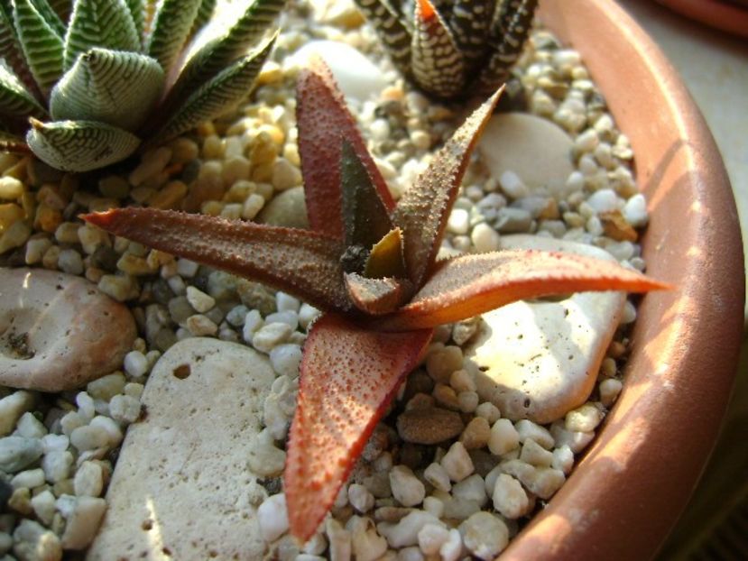 Haworthia angustifolia - Suculente 2019