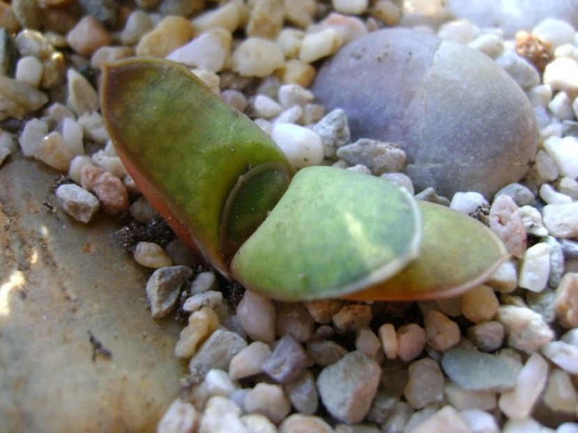 Gasteria glomerata - Suculente 2019