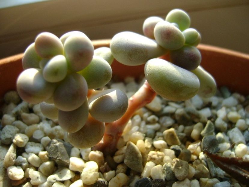 Graptopetalum amethystinum - Suculente 2019