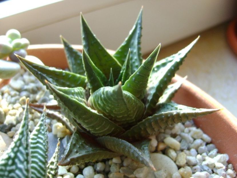 Haworthia limifolia - Suculente 2019
