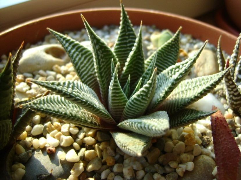 Haworthia limifolia v. striata - Suculente 2019
