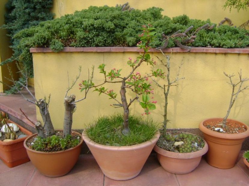 Mar decorativ - Bonsai si prebonsai 2018-2020