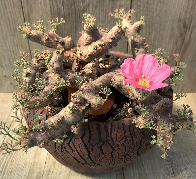 Sarcocaulon multifidum - Vase - aranjamente - accesorii