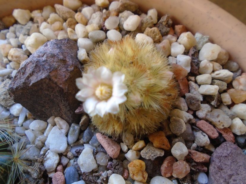 Mammillaria carmenae - Cactusi 2019