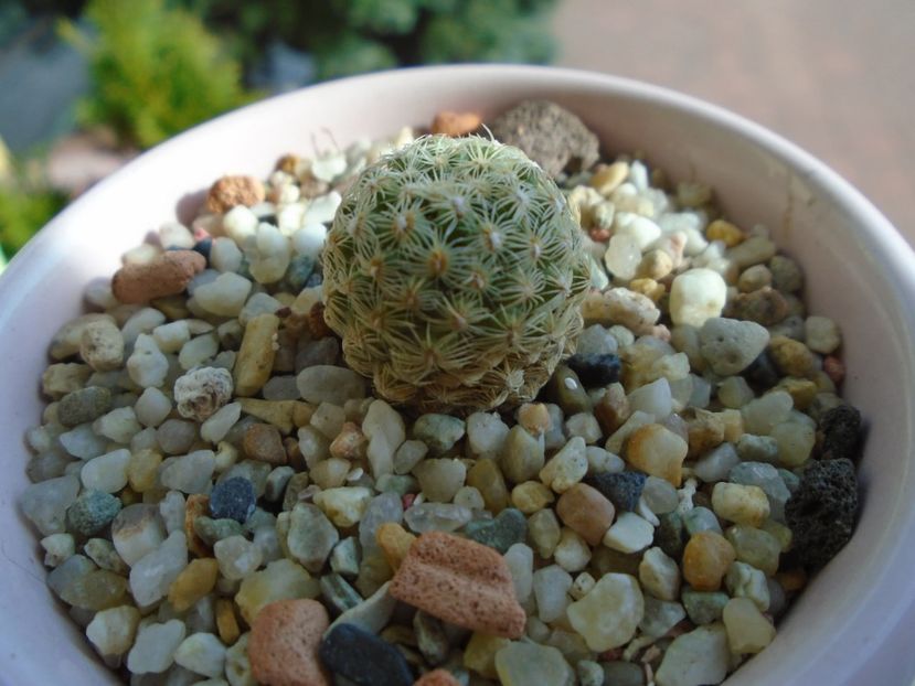 Pediocactus knowltonii - Cactusi 2019