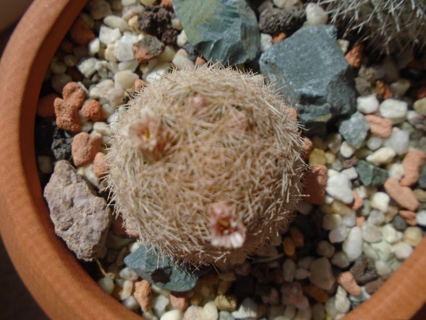 Mammillaria magallanii - Cactusi 2019