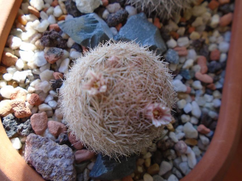 Mammillaria magallanii - Cactusi 2019