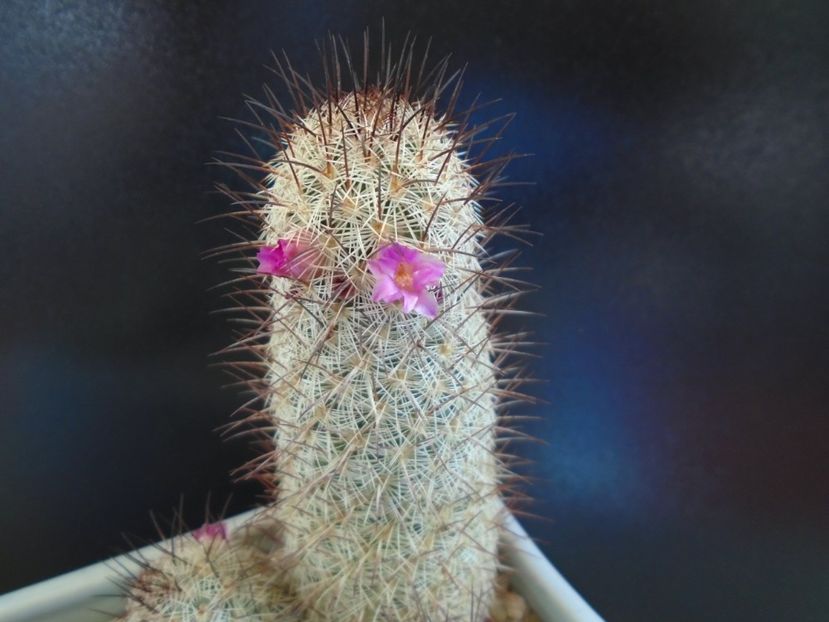 Mammillaria microhelia - Cactusi 2019