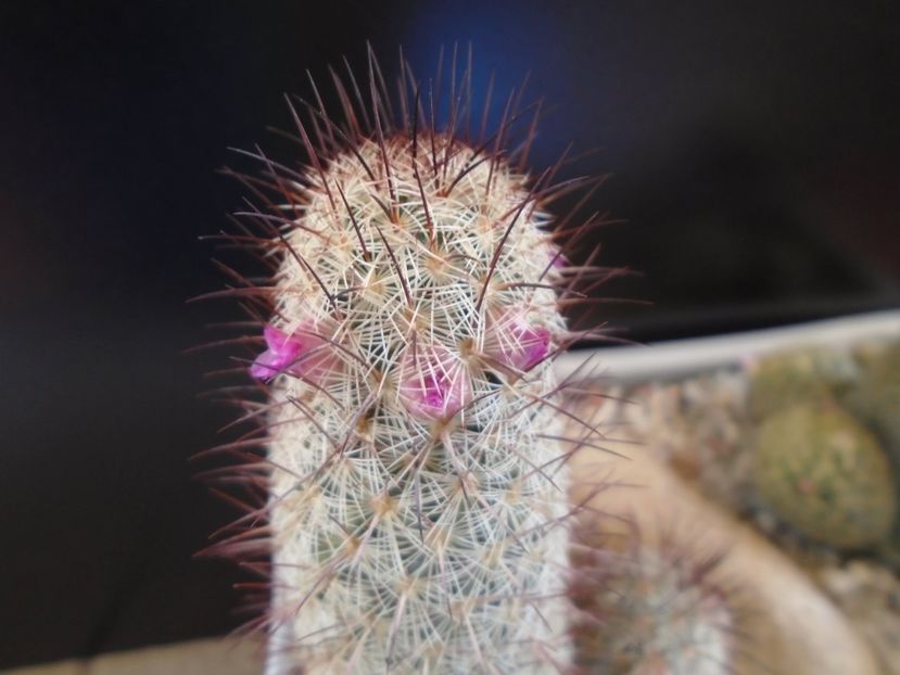 Mammillaria microhelia - Cactusi 2019