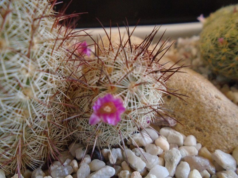 Mammillaria microhelia - Cactusi 2019