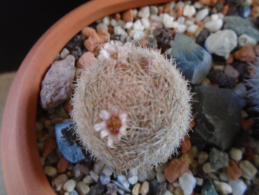 Mammillaria magallanii - Cactusi 2019