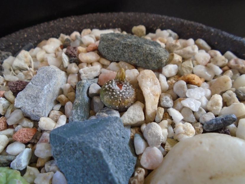 Blossfeldia lilliputana v. atroviridis - Cactusi 2019