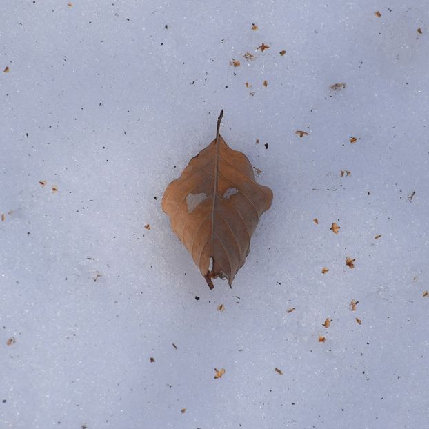 frunza cu ochi - Februarie 2019