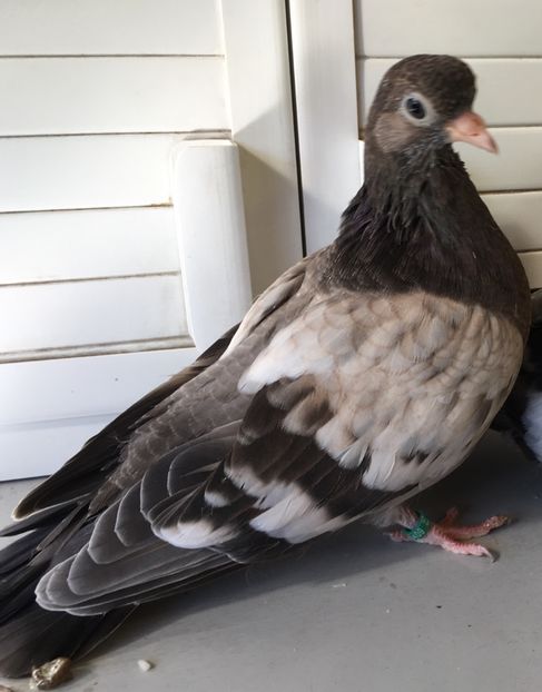 B1F57BAA-F522-4F22-A630-273A9C295D93 - Tineret Panduri 2019