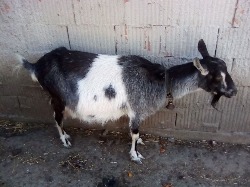  - a---capra cerasela