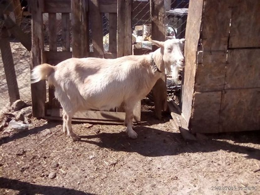  - b---caprita mirela fatata in 07 03 2015