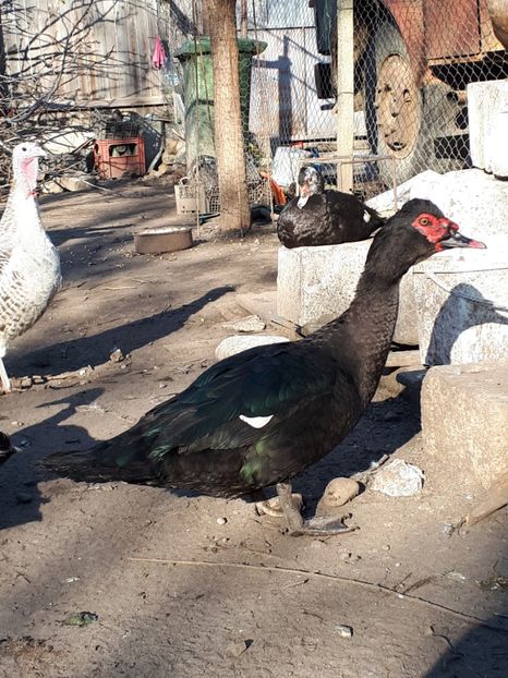 20190317_161359(0) - C Rate lesesti si altele