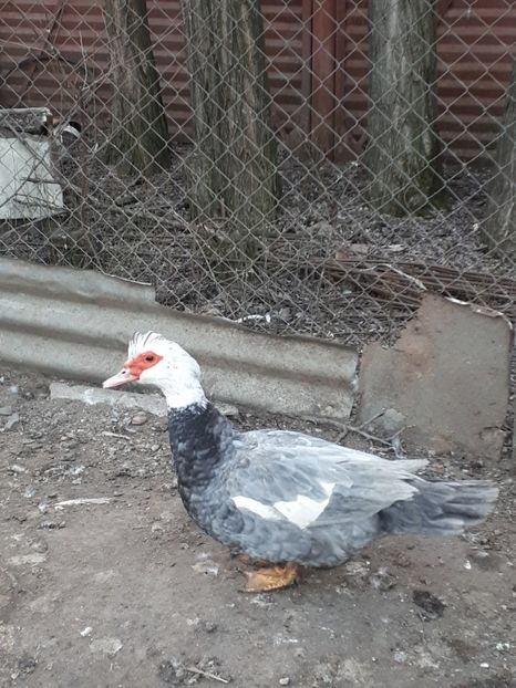  - C Rate lesesti si altele