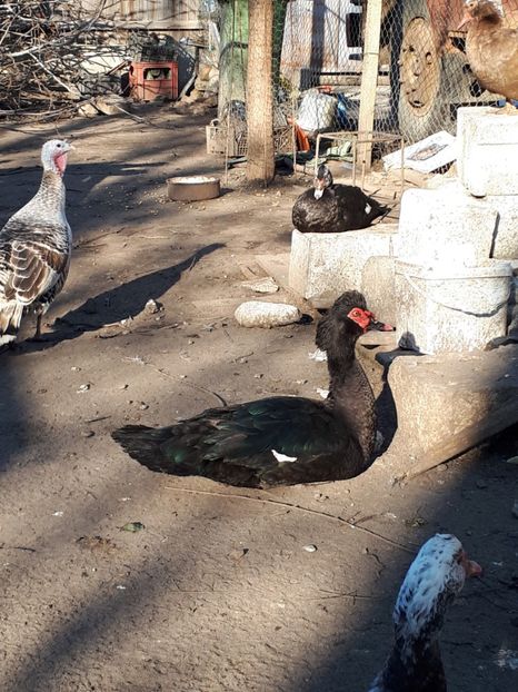  - C Rate lesesti si altele