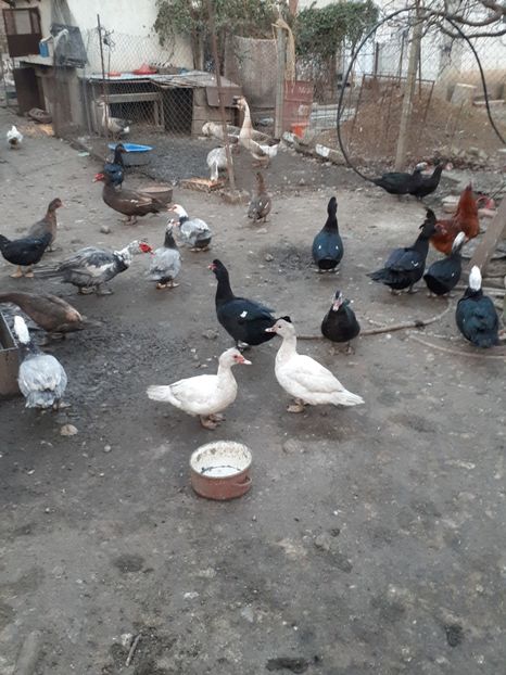  - C Rate lesesti si altele