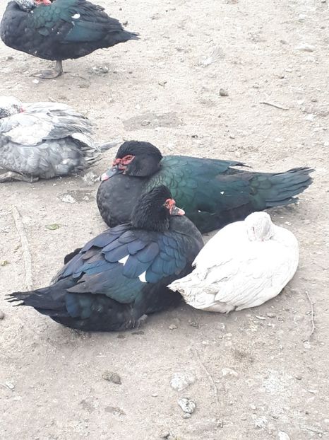 - C Rate lesesti si altele