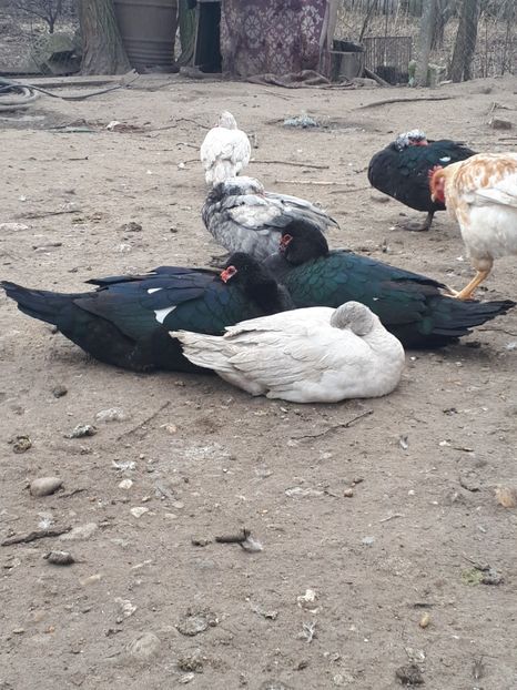  - C Rate lesesti si altele