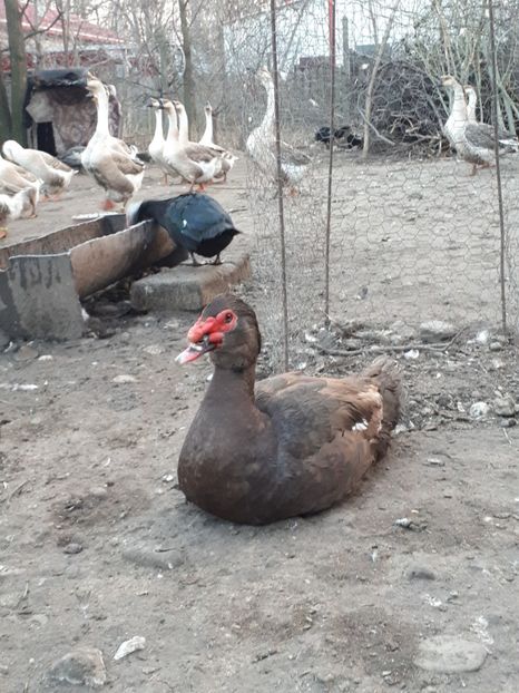  - C Rate lesesti si altele