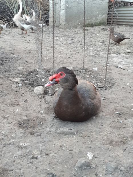  - C Rate lesesti si altele