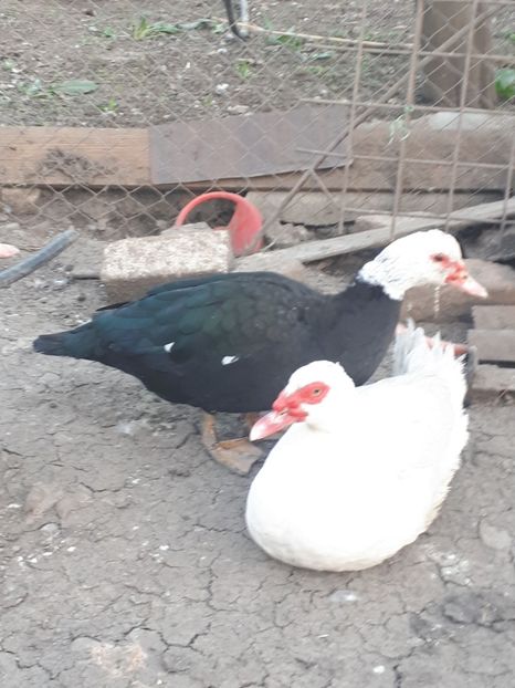  - C Rate lesesti si altele