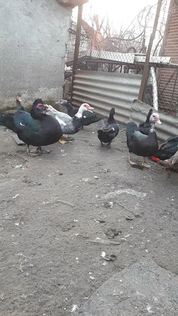 VideoCapture_20190221-161934 - C Rate lesesti si altele