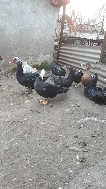 VideoCapture_20190221-161929 - C Rate lesesti si altele