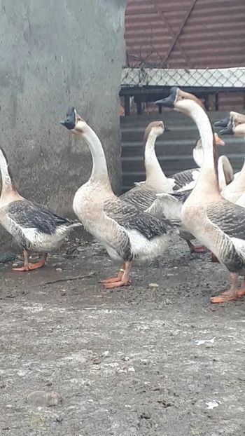 VideoCapture_20190217-203315 - 999 Poze o parte din Gaste Martie 2019