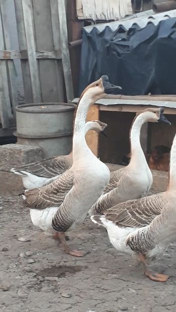 VideoCapture_20190324-210410 - 999 Poze o parte din Gaste Martie 2019