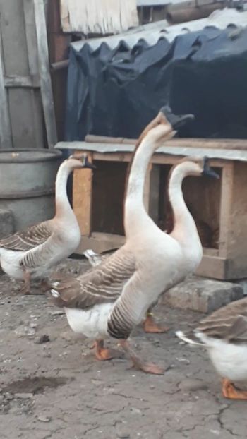 VideoCapture_20190324-210356 - 999 Poze o parte din Gaste Martie 2019